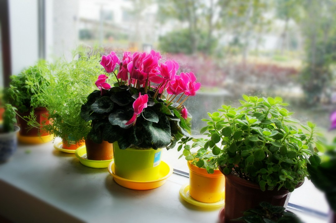 仙客来盆栽制作视频,仙客来一盆变十盆