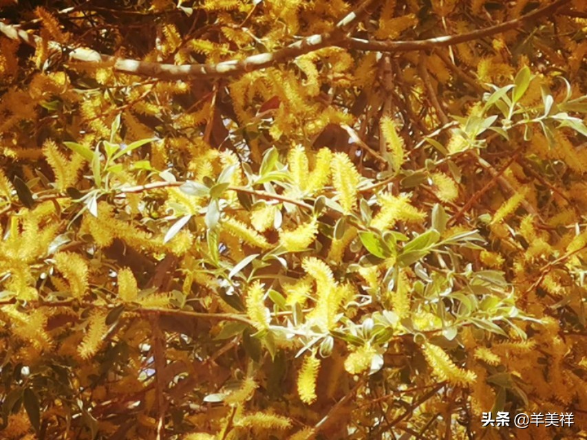 女方母亲结婚十大条件,结婚十大条件