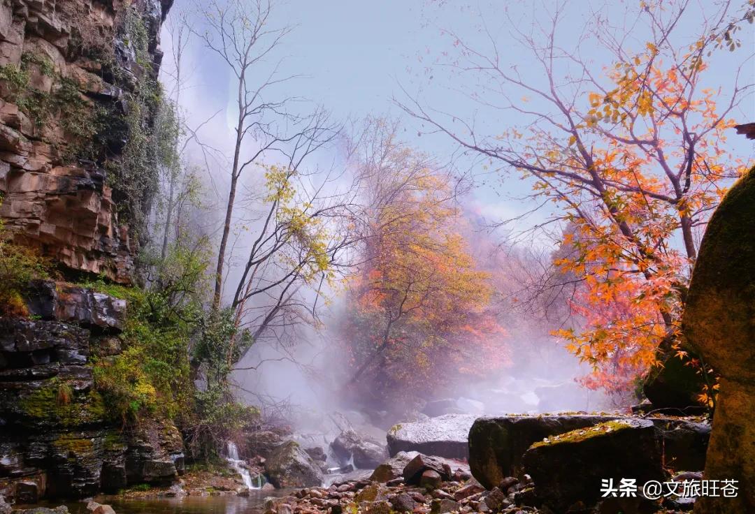 周末来一场与银杏的邂逅,周末与阳光撞个满怀