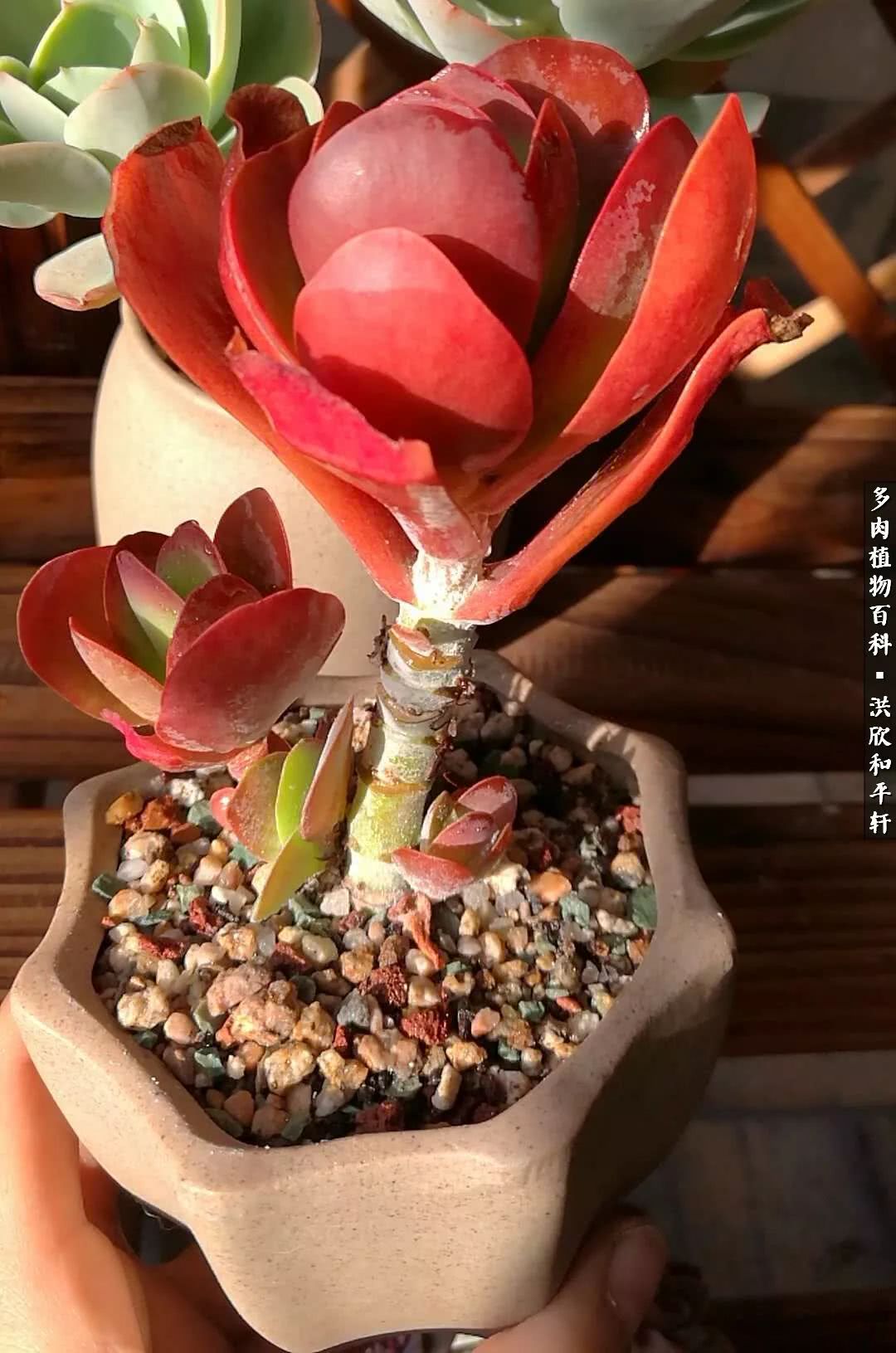 多肉的四季轮回,四季轮回多肉