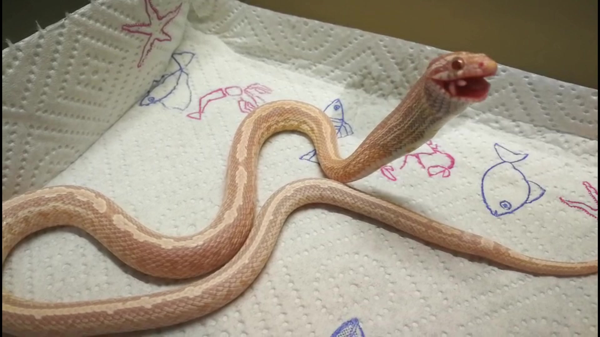 可以盘着玩的蛇,能盘的野生动物