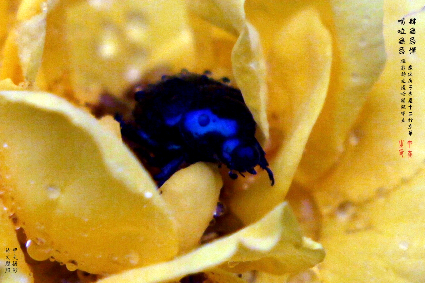 鐢插か鎽勫奖浣滃搧,鐢插か鎽勫奖浣滃搧鍥剧墖