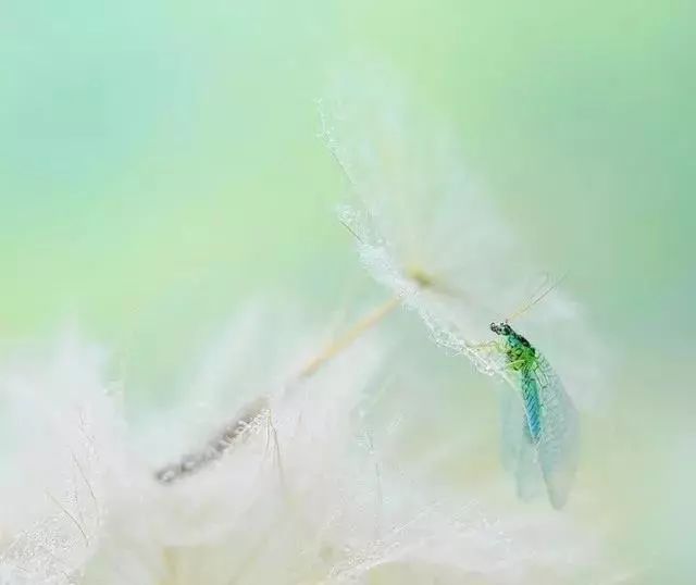 绝美花朵摄影佳作,波兰花朵摄影作品欣赏