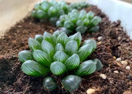 玉露闷养的方法和步骤,玉露闷养最佳温度