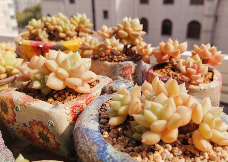 养多肉注意事项,养多肉的感悟熬过冬季