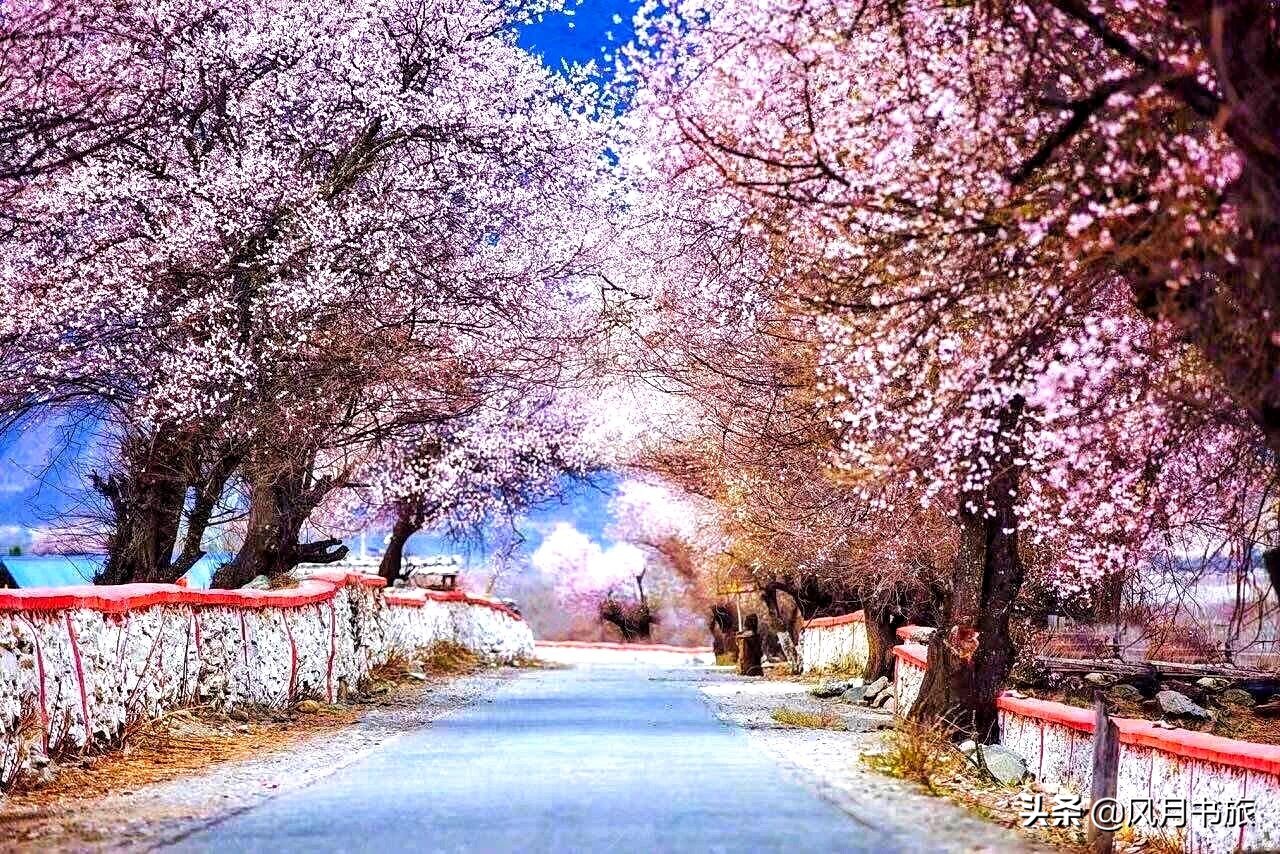 成都出发林芝旅游攻略图,金川梨花节自驾游五日线路图