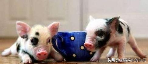 茶杯猪有多幸福,茶杯猪是什么样的猪