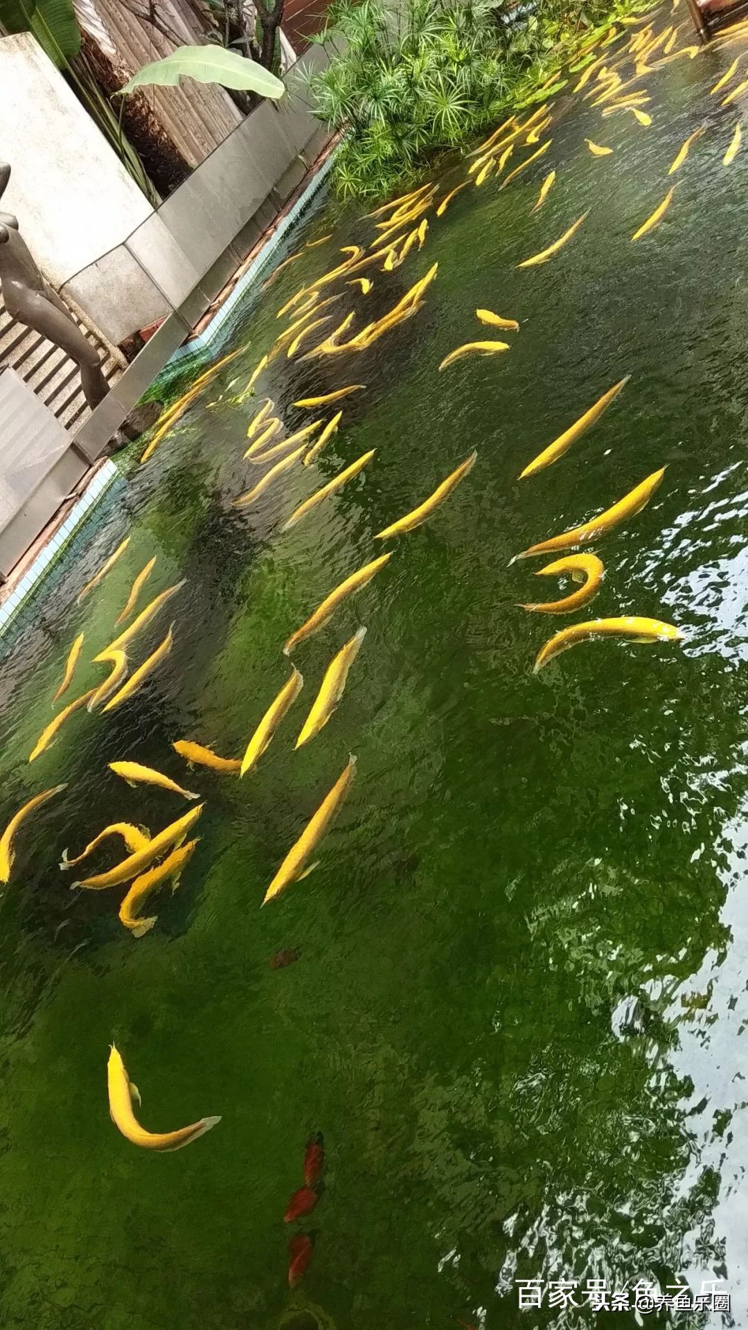 这位土豪家的渔场,光滤材就花了500多万,你确定不要见识一下?