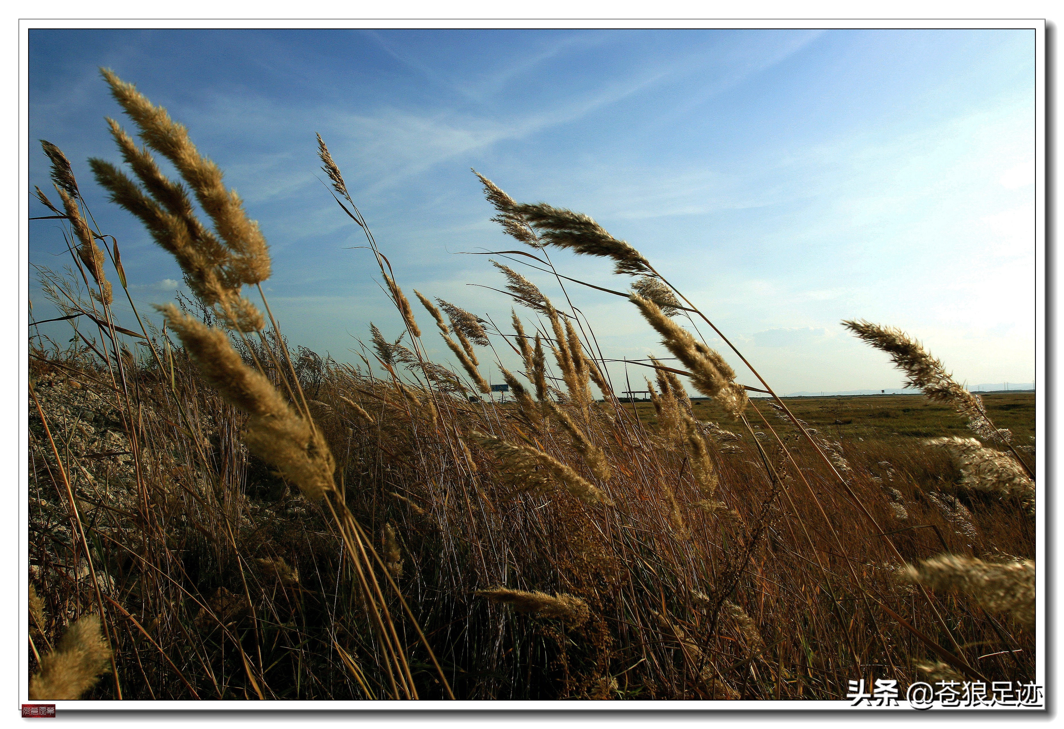 野阔牛羊同雁鹜——雄浑壮阔的贡格尔草原