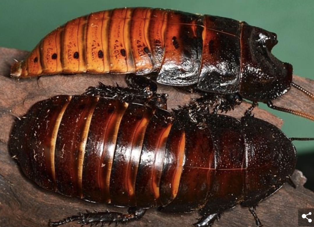 澳洲男子养宠物,澳洲男子养袋鼠做宠物