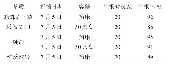 四季玫瑰扦插繁殖方法,四季玫瑰怎么扦插