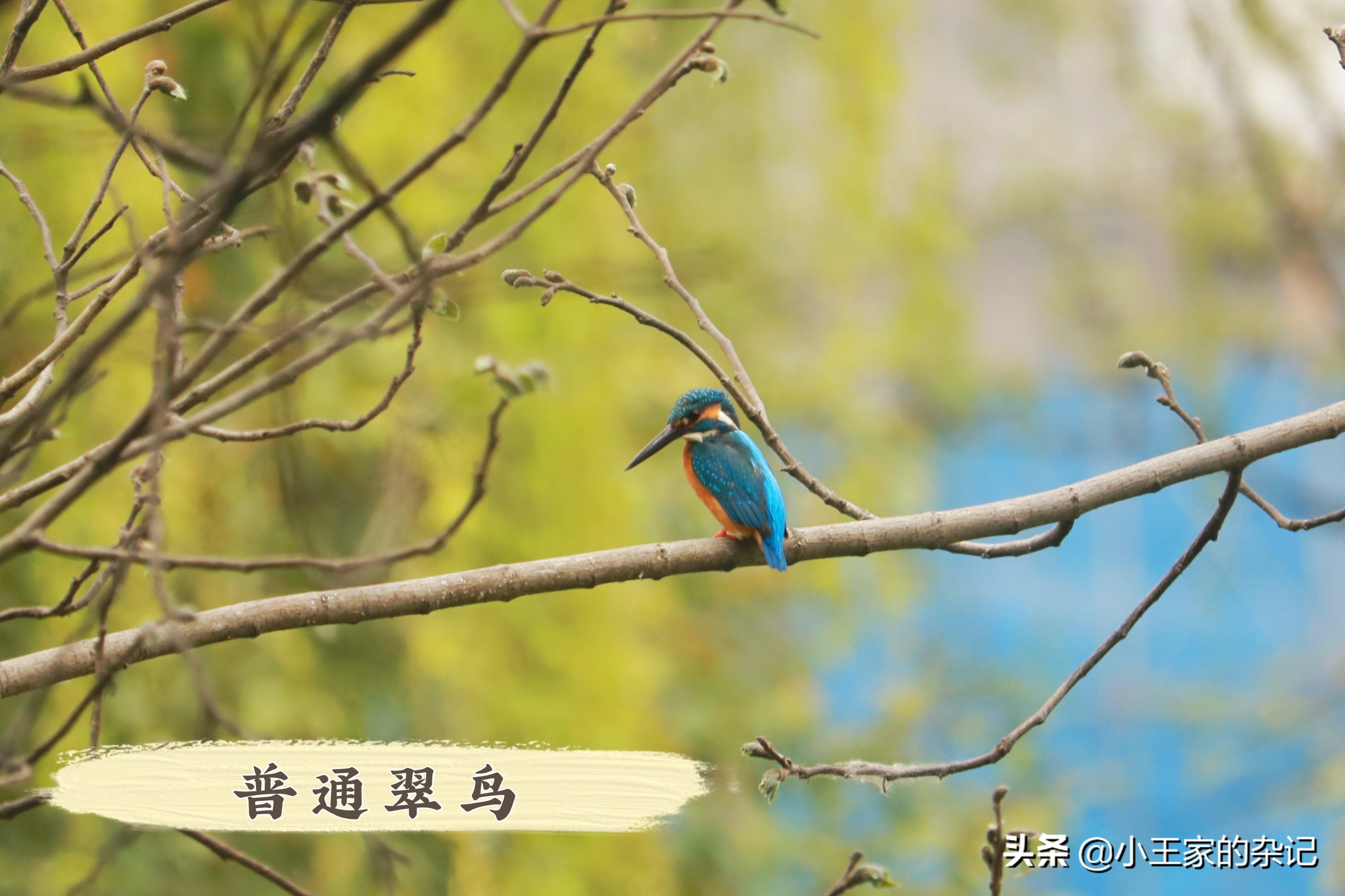 国际爱鸟日天桥岭,国际爱鸟日