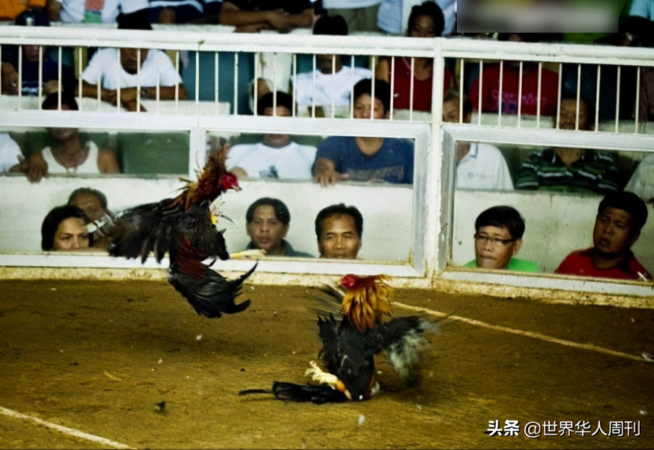 菲律宾斗鸡失误死亡,菲律宾斗鸡带刀杀死主人