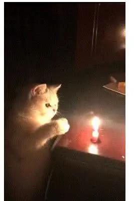 猫咪中暑的症状及治疗方法,猫咪生病铲屎官上班怎么办