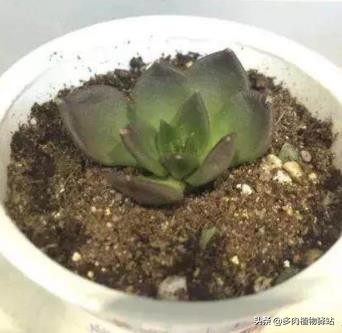 多肉的根腐黑怎么处理,多肉腐黑了要拔根吗