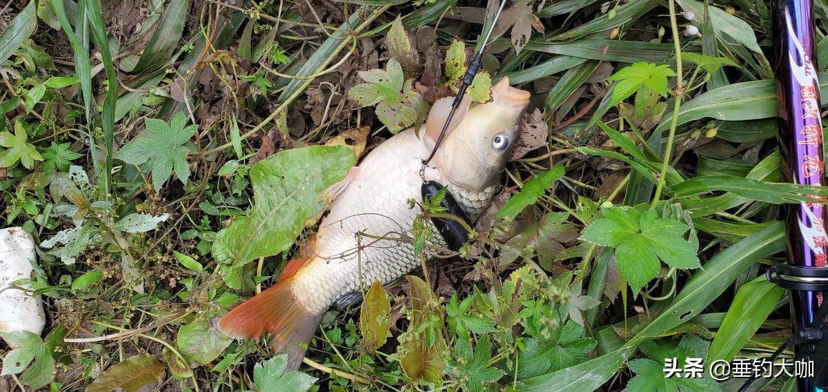 禁钓区锚鱼怎么处罚,非禁钓区域锚鱼怎么样