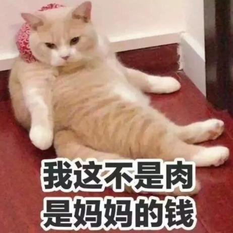 618养猫好物,养猫好物大全集