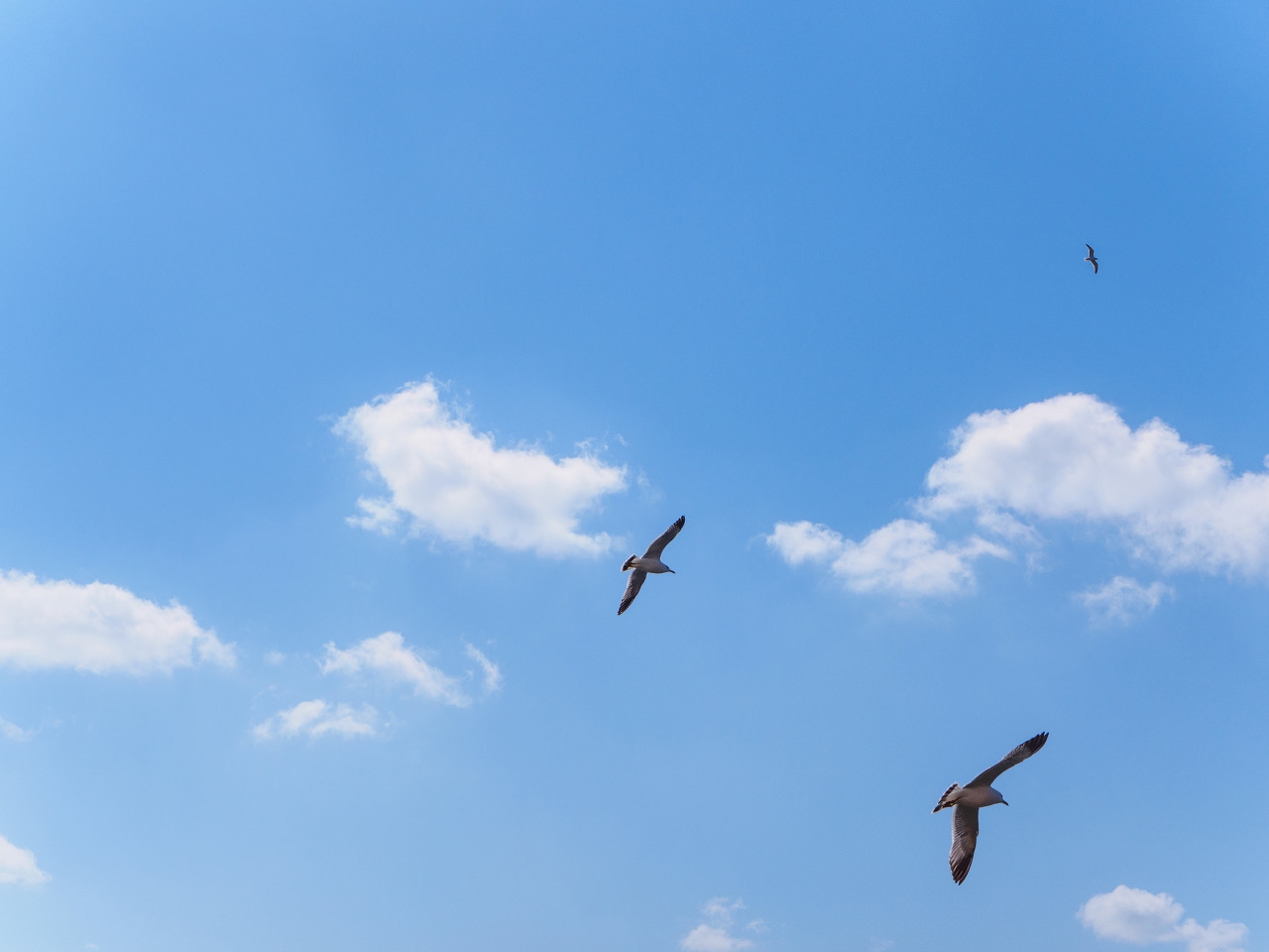 每逢佳节倍思亲致逝去的亲人,每逢佳节倍思亲手捧鲜花祭故人