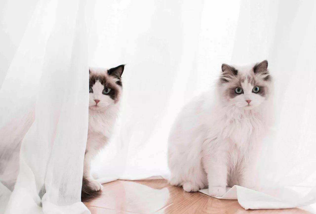 猫舍如何处理猫毛,猫舍买到猫鼻支不退款怎么办