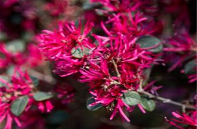 红檵木有多少种品种,檵木和红檵木的药用价值有啥区别