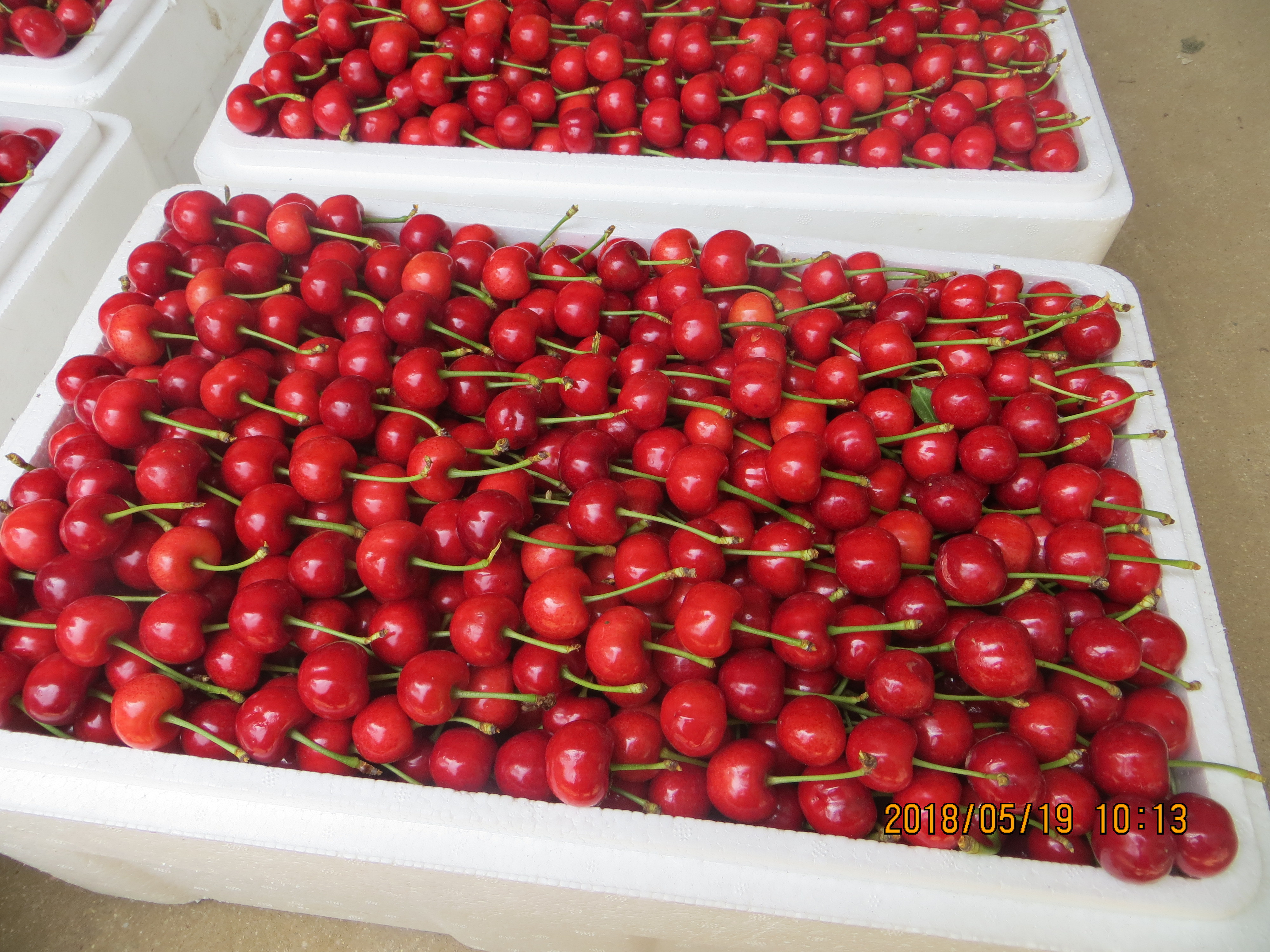 南方车厘子，网红水果靠谱吗