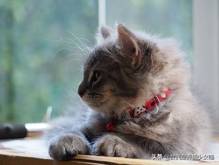 新手养猫指南铲屎官必看,铲屎官必须知道的养猫小技巧