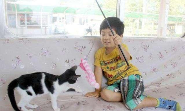 日本猫咪咖啡列车,日本火车站猫咪