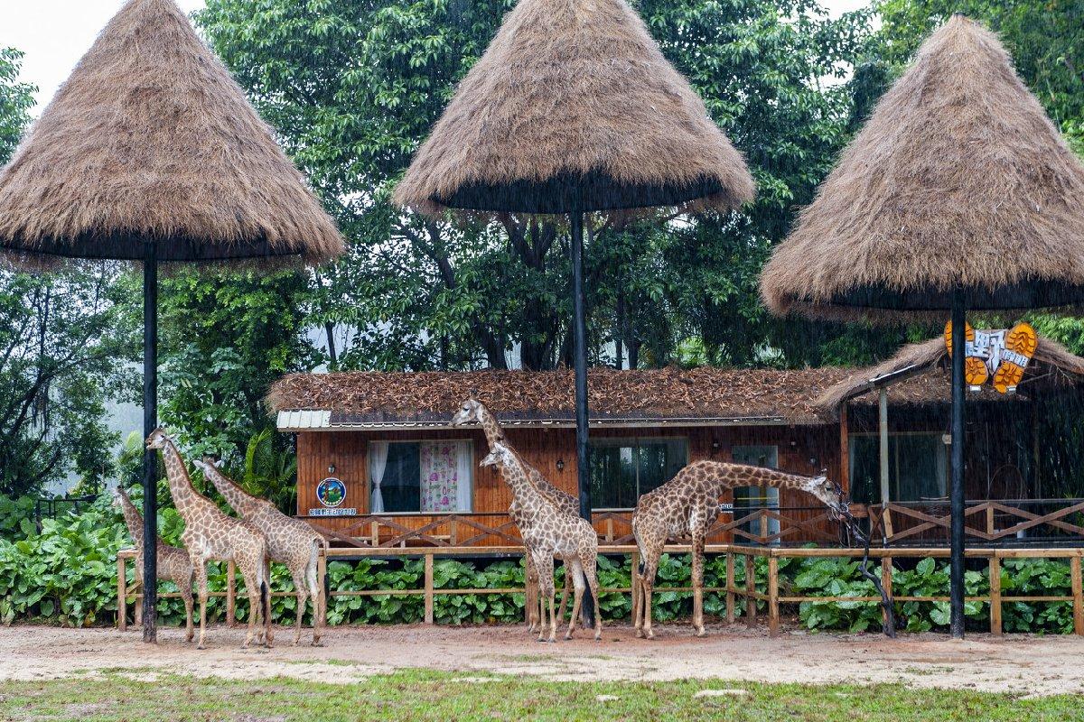 广州旅游攻略广州长隆野生动物园,广东游玩攻略广州长隆野生动物园