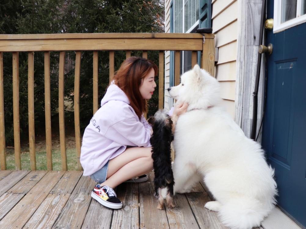 狗狗洗澡不用沐浴露怎么有效洗澡,清洗宠物狗需要几个步骤