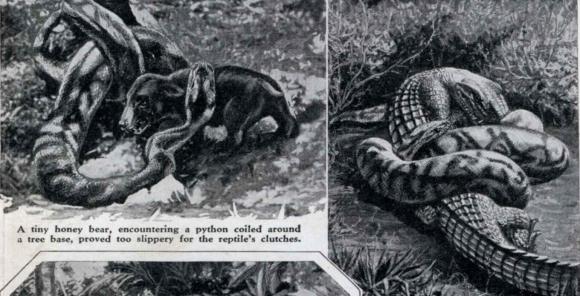 孟加拉虎捕猎网纹蟒,孟加拉虎和网纹蟒