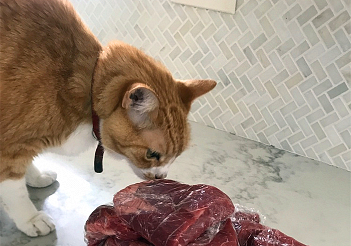 猫咪肾衰用降磷喂食法恢复正常后就是治愈?不,仍需持续控制