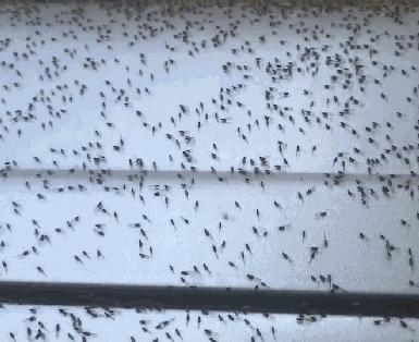 灭蟑螂最好的方法一招解决,蟑螂怎么灭杀最好方法