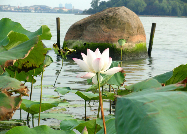 小暑大暑立秋处暑都代表什么意思,大暑小暑处暑都是什么意思