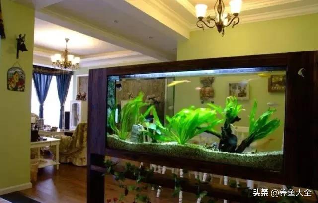 鱼缸用什么杀菌消毒最好,鱼缸杀菌消毒二氧化氯