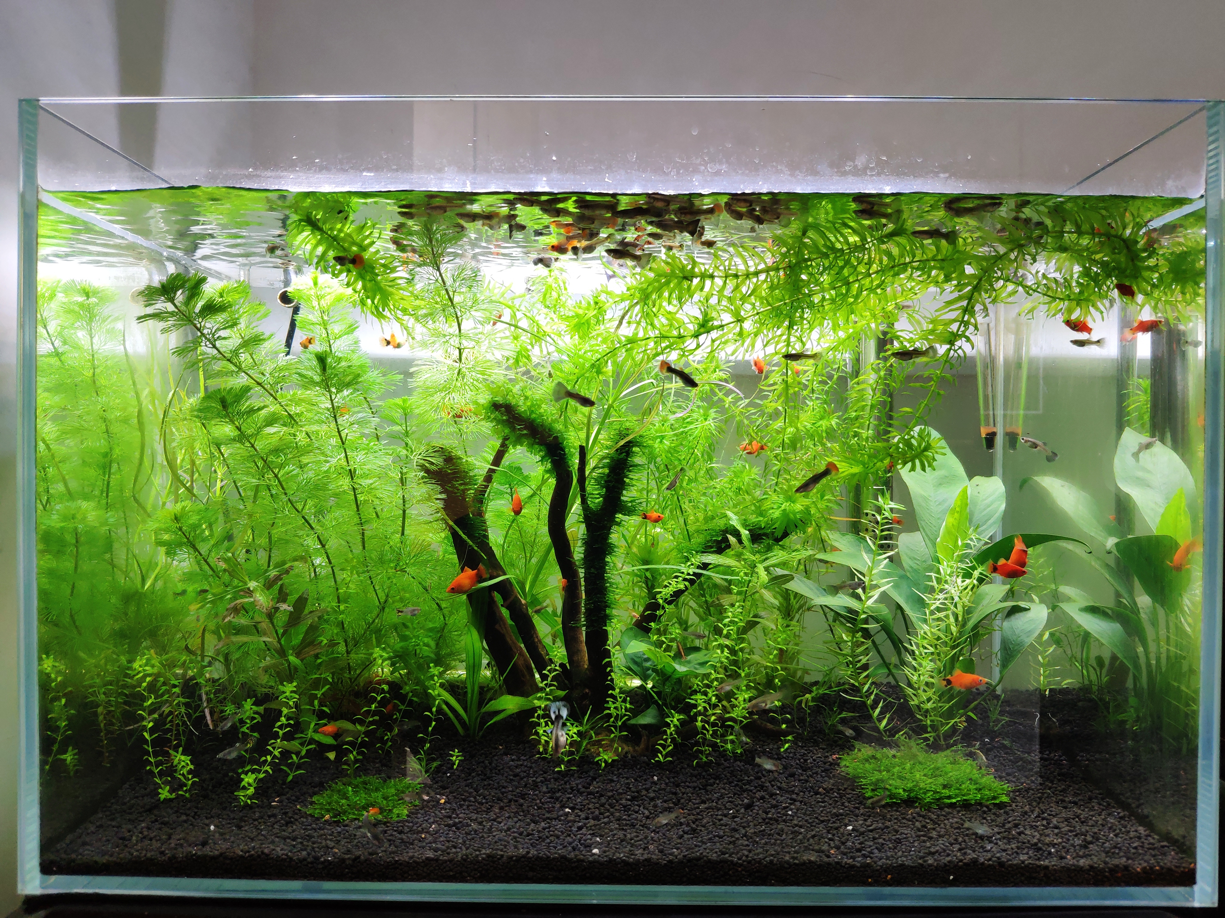 最全养鱼常识养鱼之前先看这篇,养鱼怎么养才会更健康呢