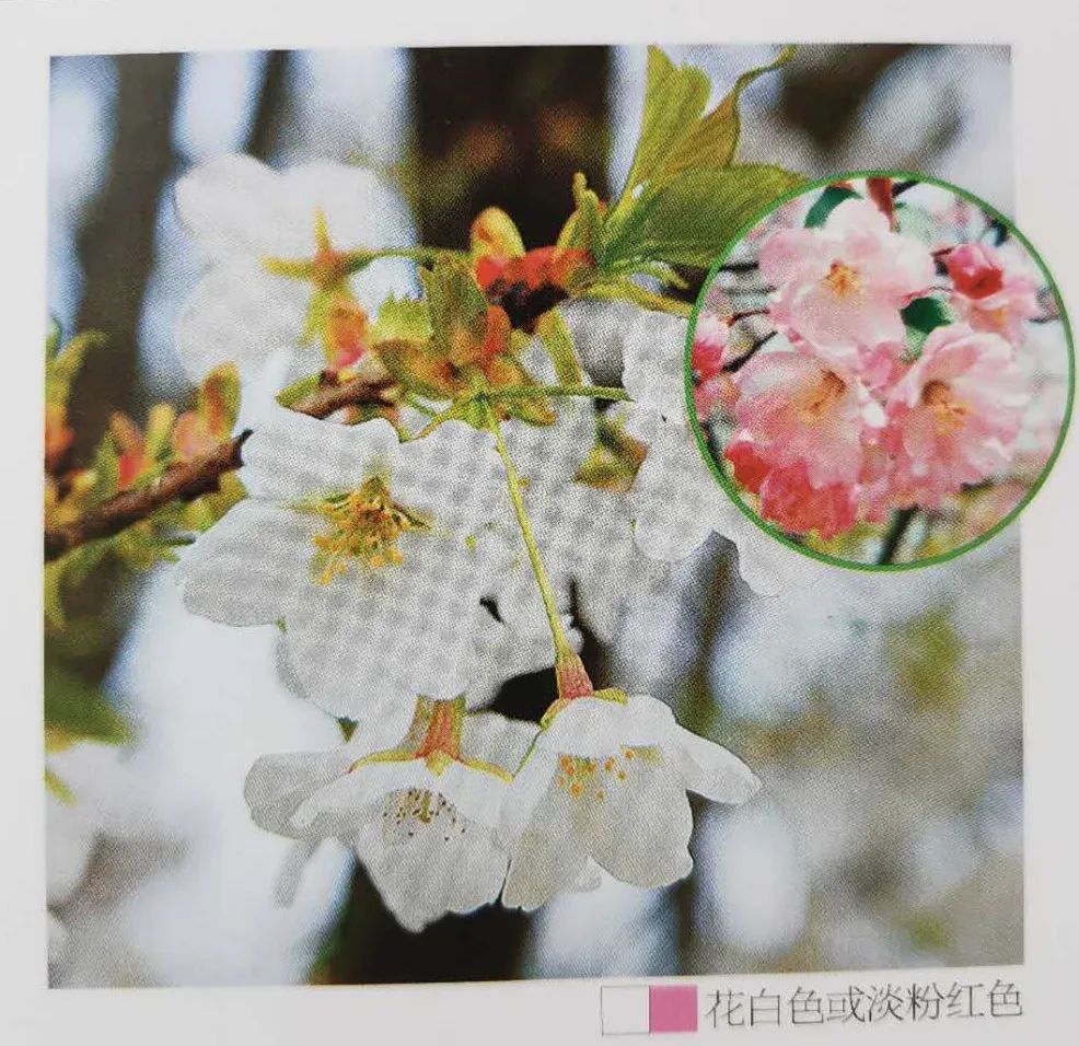 十二星座双子座的守护花,双子座守护花是什么星座