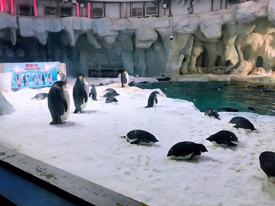 枫悦民宿珠海长隆海洋王国店,珠海长隆附近民宿公寓推荐