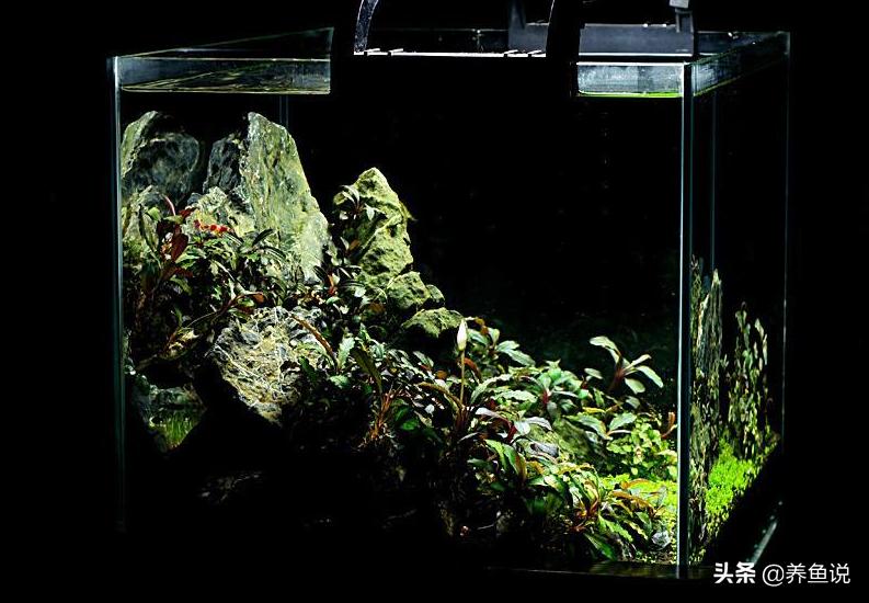 鱼缸铺水草泥还可以用抽水泵吗,鱼缸铺水草后用换水吗