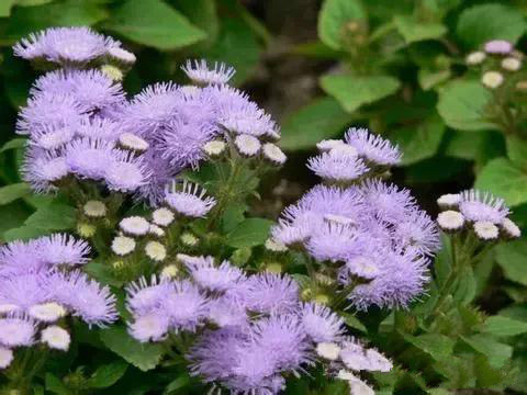 红蜘蛛克星怎么用,红蜘蛛克星特效药