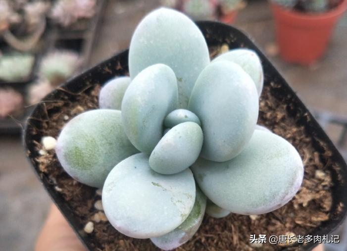 雪美人多肉过程,雪胖子多肉