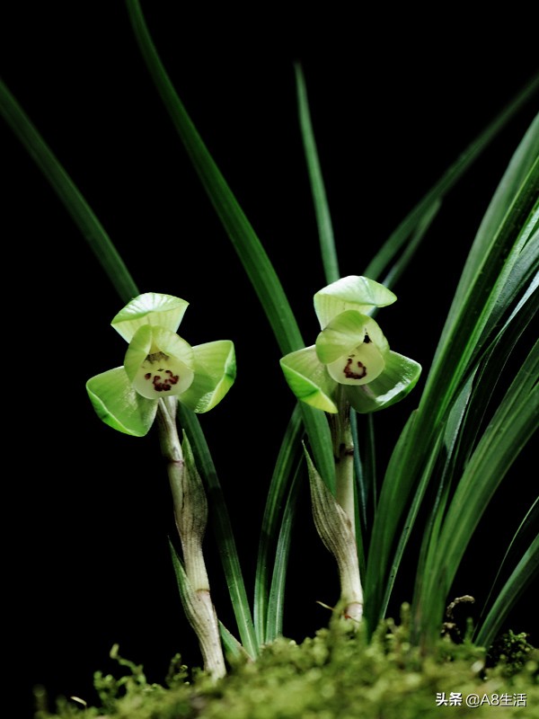 春兰名品兰花,春兰兰花名品图鉴