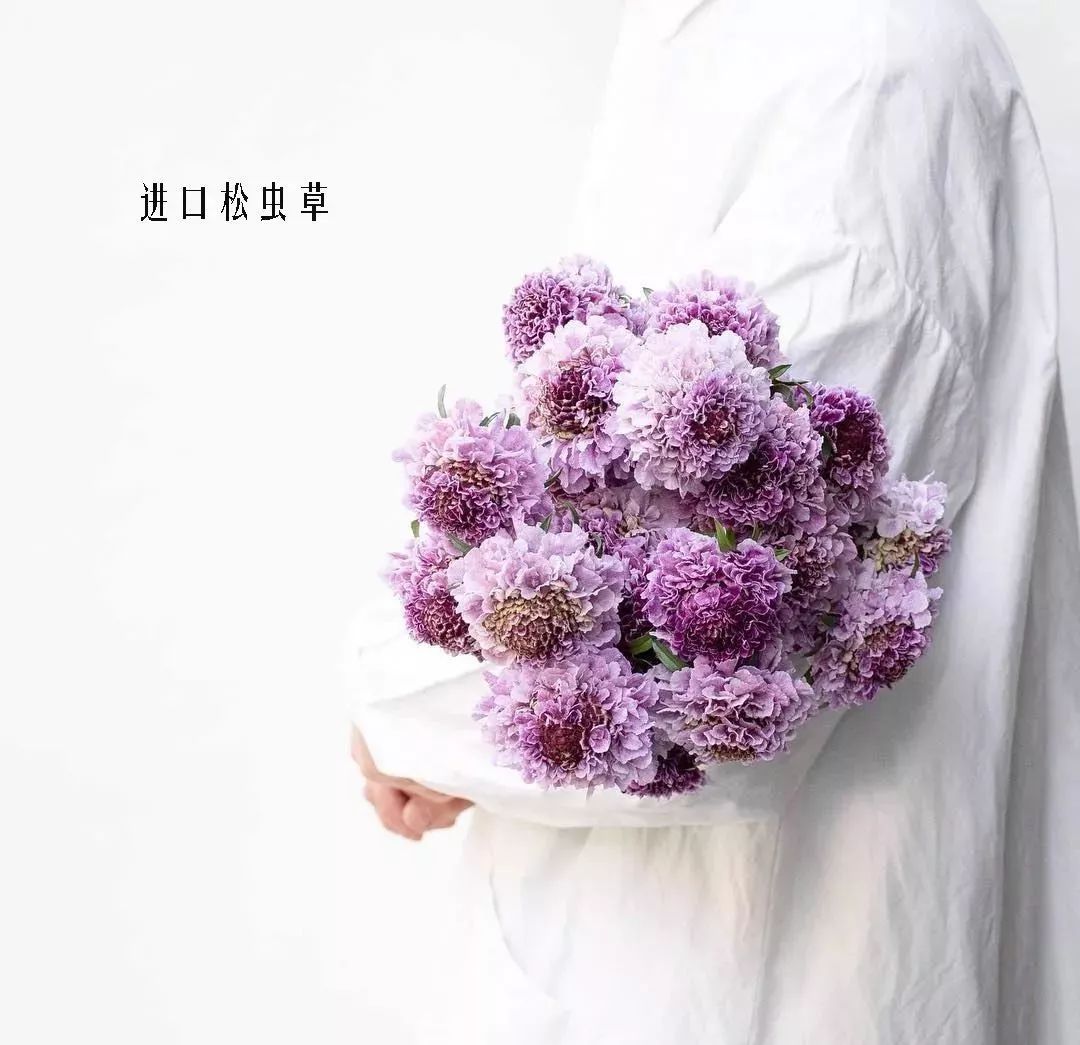 鲜花店常见花材品种大全,花店里同款的两种不同价格的花材