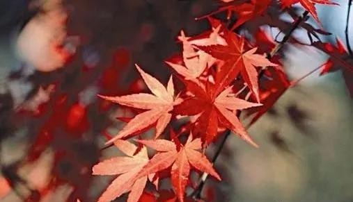 日本红枫红舞姬树形怎么修剪,盆栽红枫树修剪