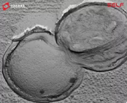 微生物降解塑料,生物塑料可以被微生物降解吗