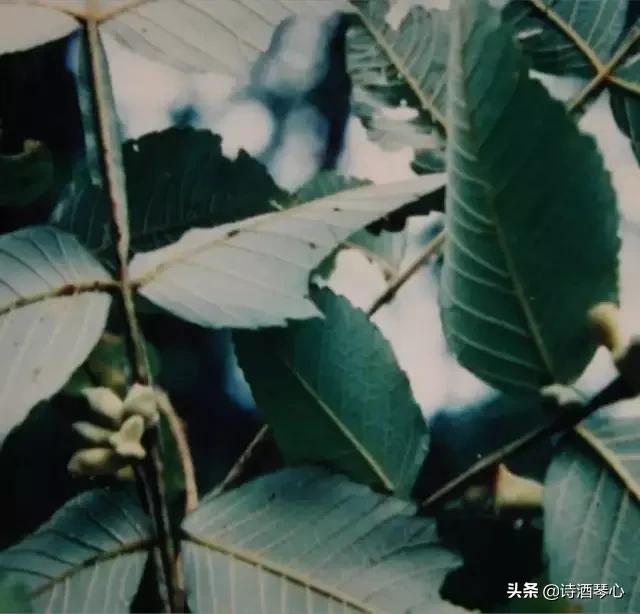 五倍子中药一起熬,中药五倍子作用