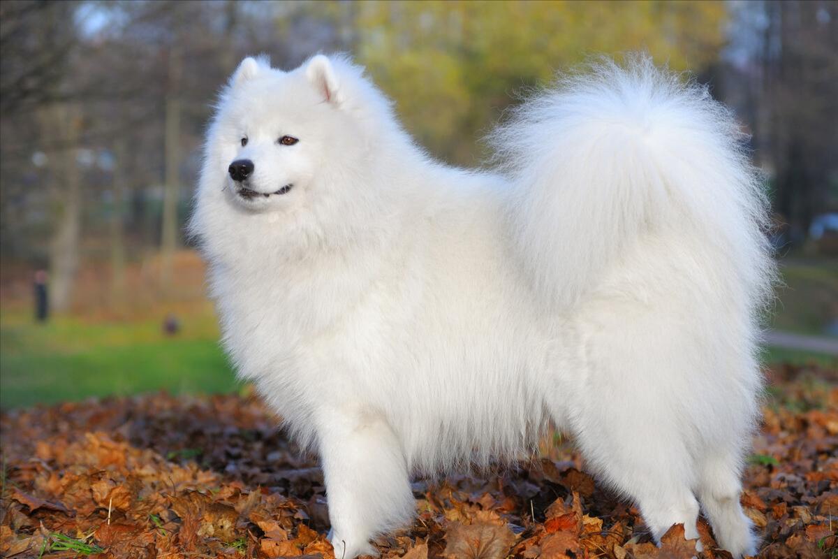 什么品种的狗狗适合有孩子家庭养,如何挑选适合自己的狗狗品种