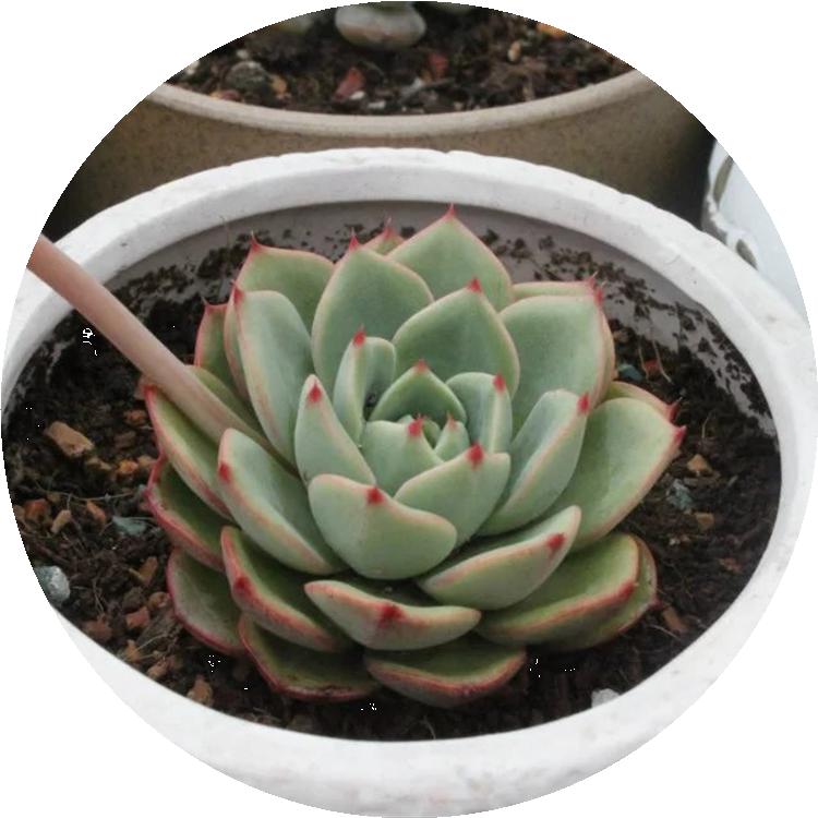 淋雨后多肉喷什么药,多肉淋雨后叶片皱了怎么办