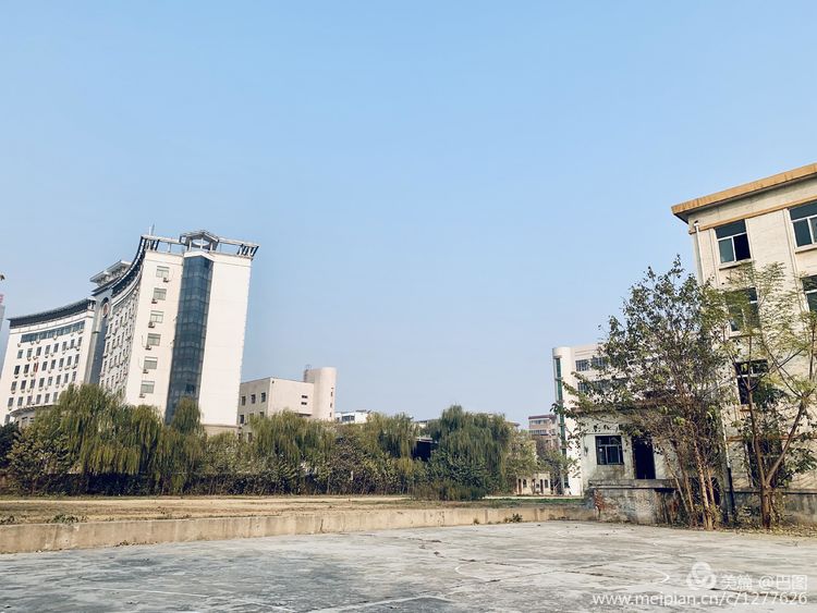 涧西牡丹广场老照片,洛阳牡丹手机拍照