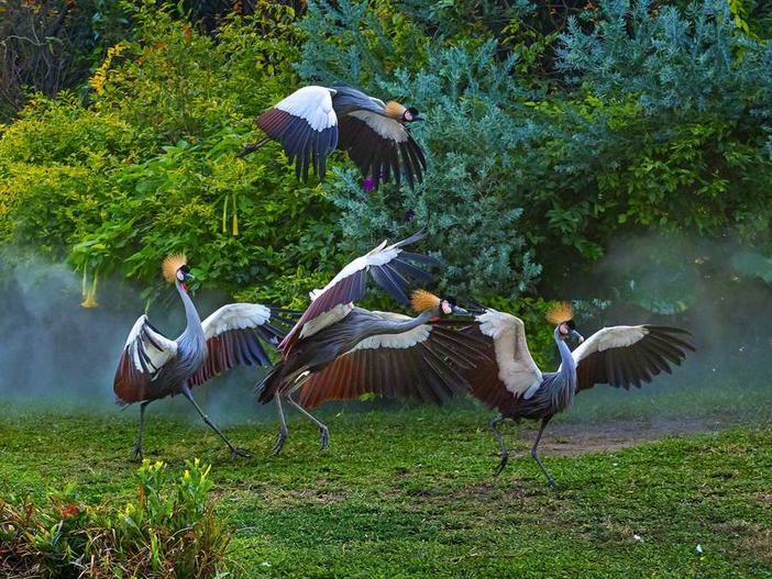 长隆飞鸟乐园湿地精灵,长隆飞鸟公园一日游攻略