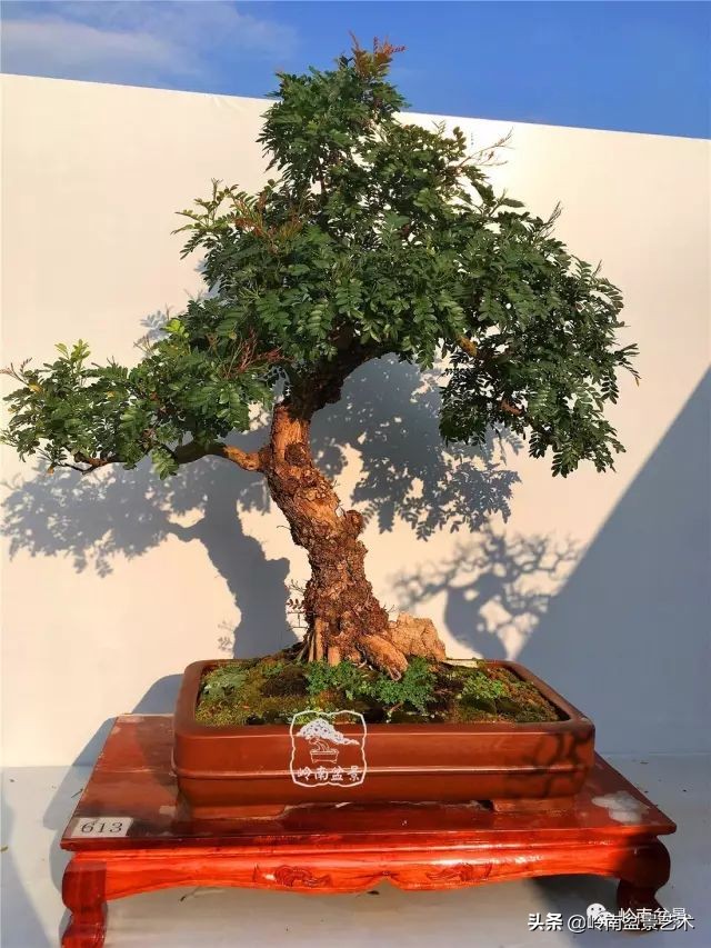 杂木盆景也毫不逊色,杂木盆景值钱吗